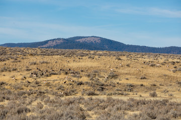 Large Pronghorn Antelope Heard in Northern California
