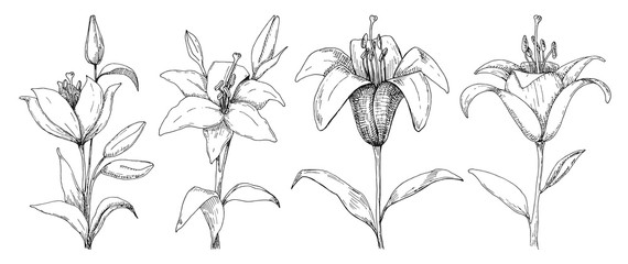 Sketch of flowers. Lily isolated on white background. Vector illustration.