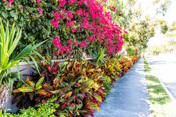 Vibrant pink bougainvillea flowers in Florida Keys or Miami, green plants landscaping landscaped...