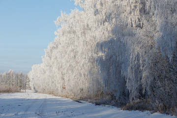 Snow covered trees in the winter forest with road