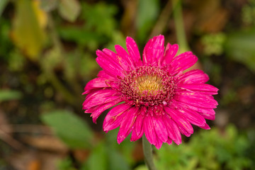 Fototapeta premium Chrysanthemum or or Spider mums with drop water pink color.
