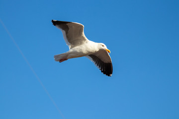 Bird Flying 