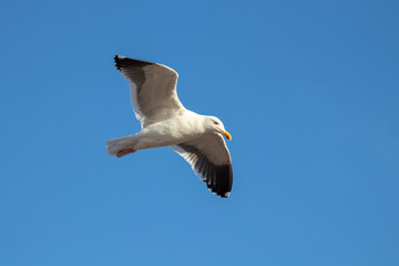 Bird Flying 