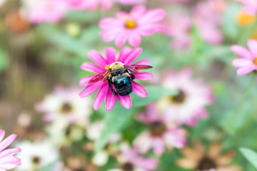 Macro closeup of carpenter bee collecting pollen from pink, purple daisy zinnia flower in garden showing detail and texture