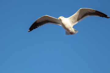 Bird Flying 