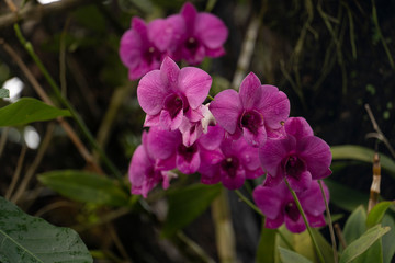 Fototapeta na wymiar Orchid Purple color with drop water on flower.