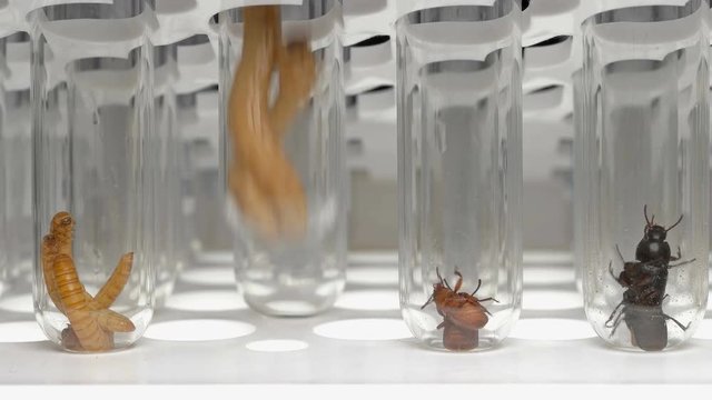 laboratory technician takes test tube with larvae and bugs Tenebrio molitor