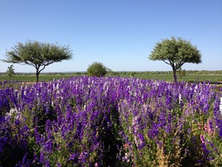lavendar field in Texas