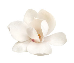 tender white magnolia flower isolated - obrazy, fototapety, plakaty