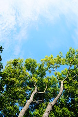 Nature - Tree - Tree - Pure Beaty