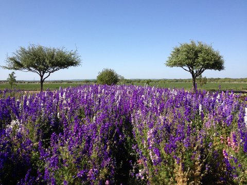 Lavendar Field In Texas