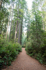 Lady Bird Johnson Grove Trail in California Redwoods National Pa