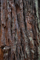 Lady Bird Johnson Grove Trail in California Redwoods National Pa