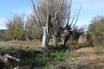 An unpaved path going into the Aragonese countryside hills, with bare trees and green fields, in a sunny autumn, around Monterde town, Spain