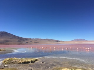 Bolivia Desert