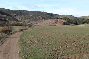 An unpaved path going into the Aragonese countryside hills, with bare trees and green fields, in a sunny autumn, around Monterde town, Spain