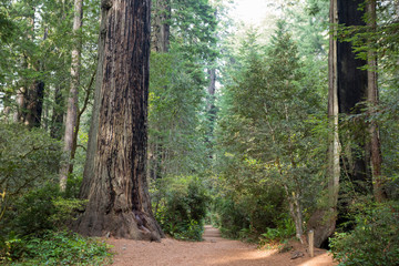 Lady Bird Johnson Grove Trail in California Redwoods National Pa
