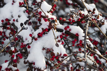 Bright red berries in the snow in a winter sunny day