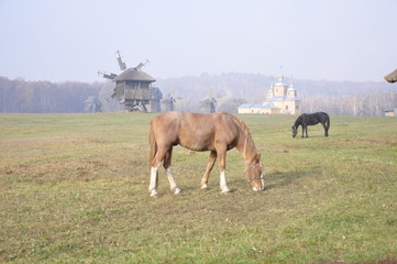 Horses on a rural background