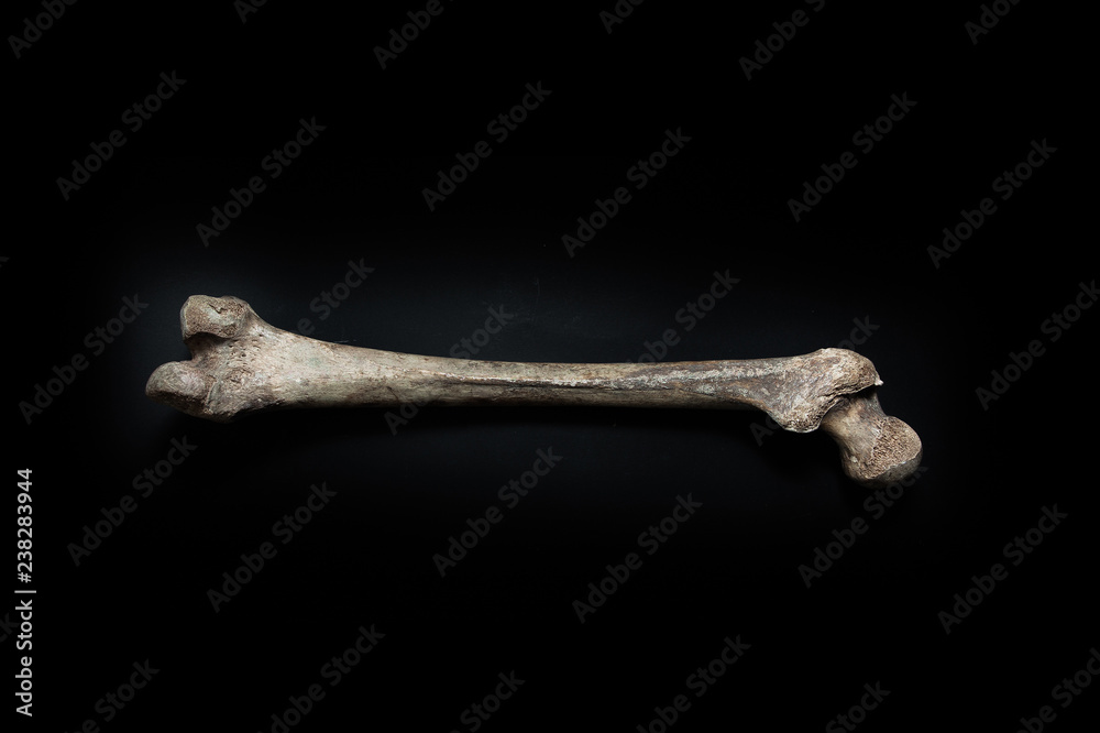 Wall mural femur human bone close up isolated on black background