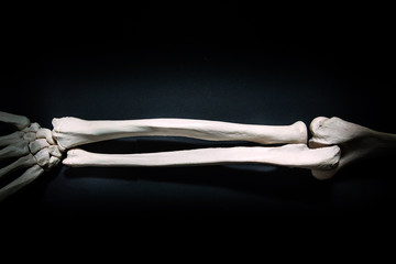 Radius and ulna human bone close up isolated on black background