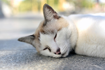 Little white cat and light brown Lovely lying on the marble floor.