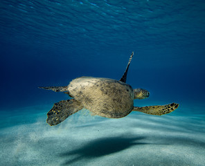 Obraz premium pass by