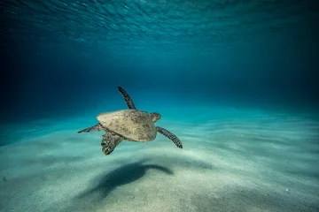Zelfklevend Fotobehang schildpad eenzaamheid © derek