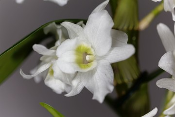  Dendrobium nobile orchid