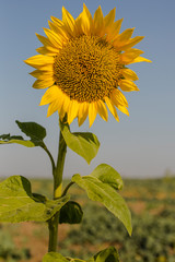 Sunflower Flower Blossom. Sun flower Field during sunset hour. Insects feed on nectar on a flower.