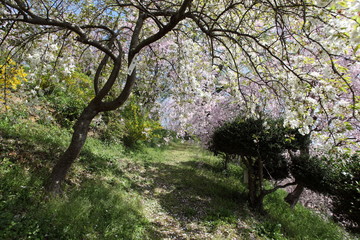坂道としだれ桜