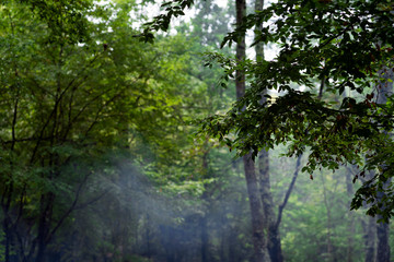 Fog in the forest