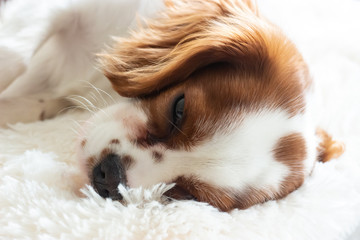 Cavalier King Charles Spaniel puppy sleeping on a white fluffy rug