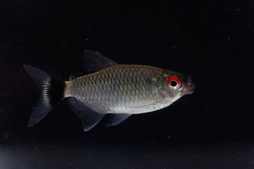 Redeye tetra (Moenkhausia sanctaefilomenae)