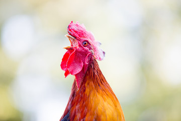 Beautiful colorful cock