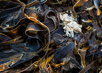 Frost on seaweed under early morning light