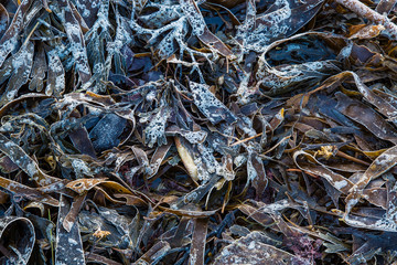 Frost on seaweed under early morning light