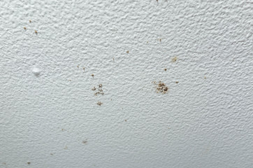 Ceiling has fungus and mildew