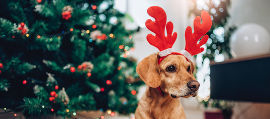 Dog with antlers sitting on the floor