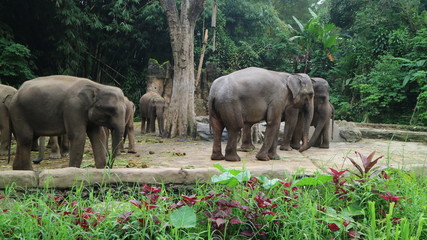 December 8, 2018 : Elephant Community in Taman Safari, Bogor, West Java, Indonesia © Desya