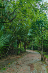 Naklejka premium Foothpath surrounded by trees