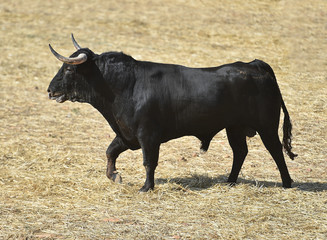 black bull in spain