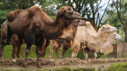 December 8, 2018 : white Camel community in Taman Safari, Bogor, West Java, Indonesia