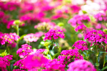 Beautiful pink verbena (verbenas or vervains ) blooming with warm sunlight background.