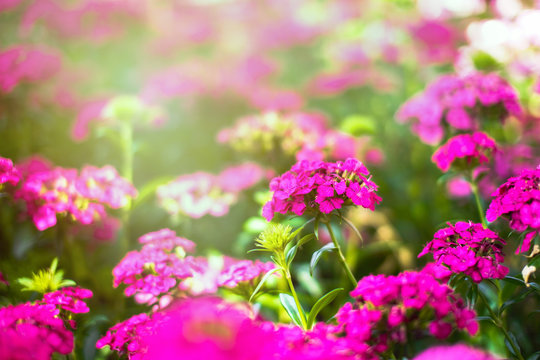 Beautiful pink verbena (verbenas or vervains ) blooming with warm sunlight background.