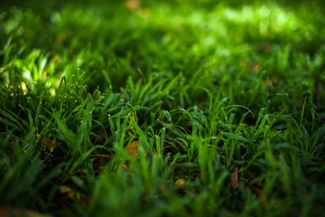 Green grass natural background texture, Close-up on a green lawn.