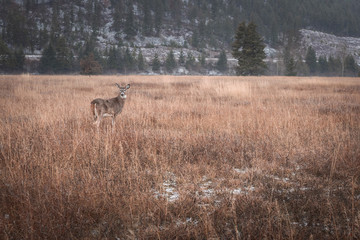 Little whitetail buck in field 