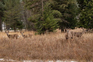 Obraz na płótnie Canvas herd of whitetail deer in forest