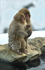 Japanese macaque and cub near the natural hot springs. The Japanese macaque ( Scientific name: Macaca fuscata), also known as the snow monkey. Natural habitat, winter season.