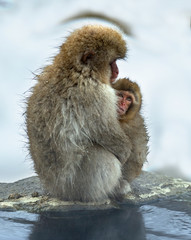 Obraz premium Japanese macaque and cub near the natural hot springs. The Japanese macaque ( Scientific name: Macaca fuscata), also known as the snow monkey. Natural habitat, winter season.